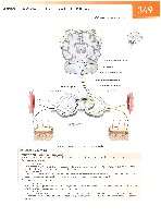 Sobotta Atlas of Human Anatomy  Head,Neck,Upper Limb Volume1 2006, page 356